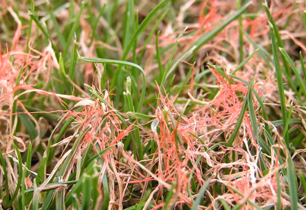 Red Thread Lawn Fungus
