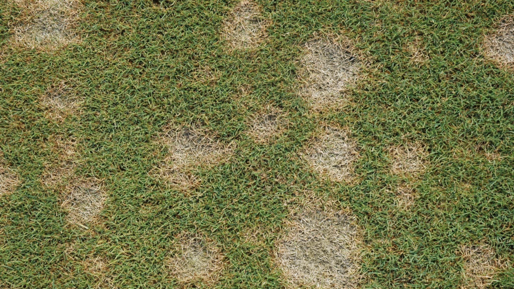 Dollar Spot Lawn Fungus