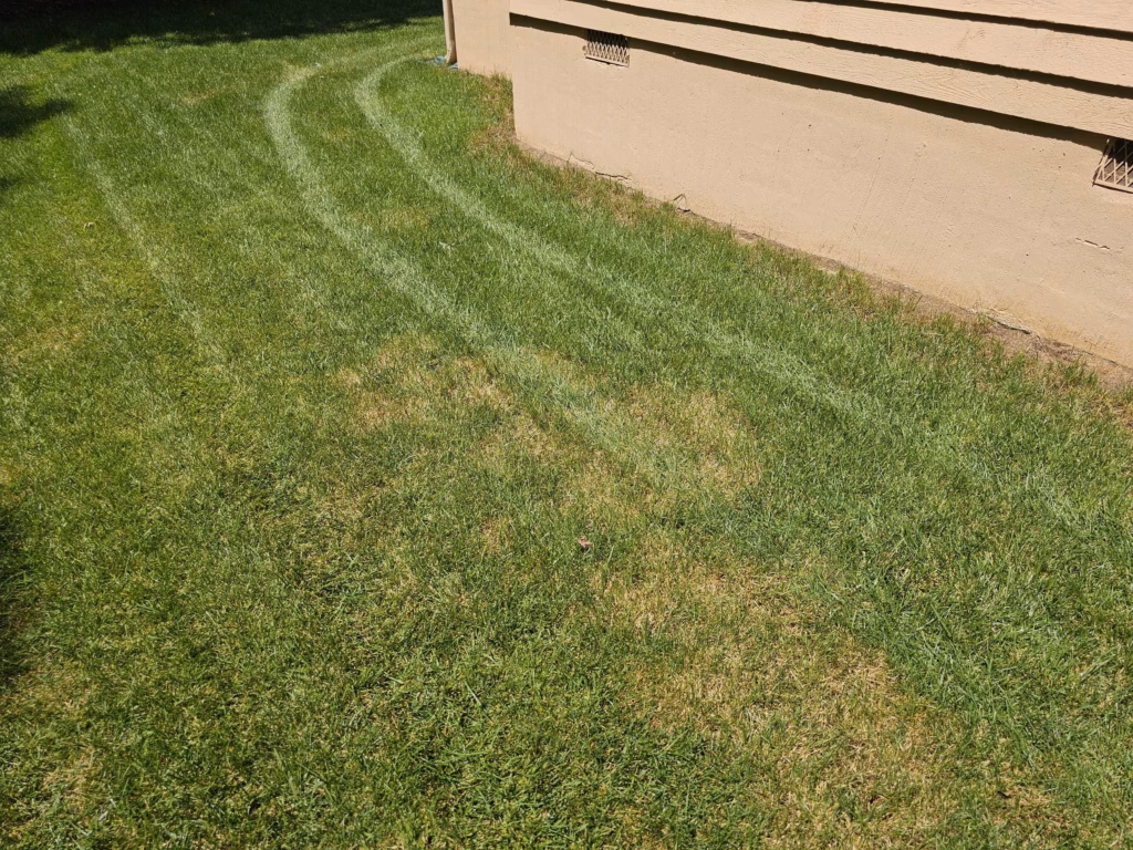 Lawn Fungus

