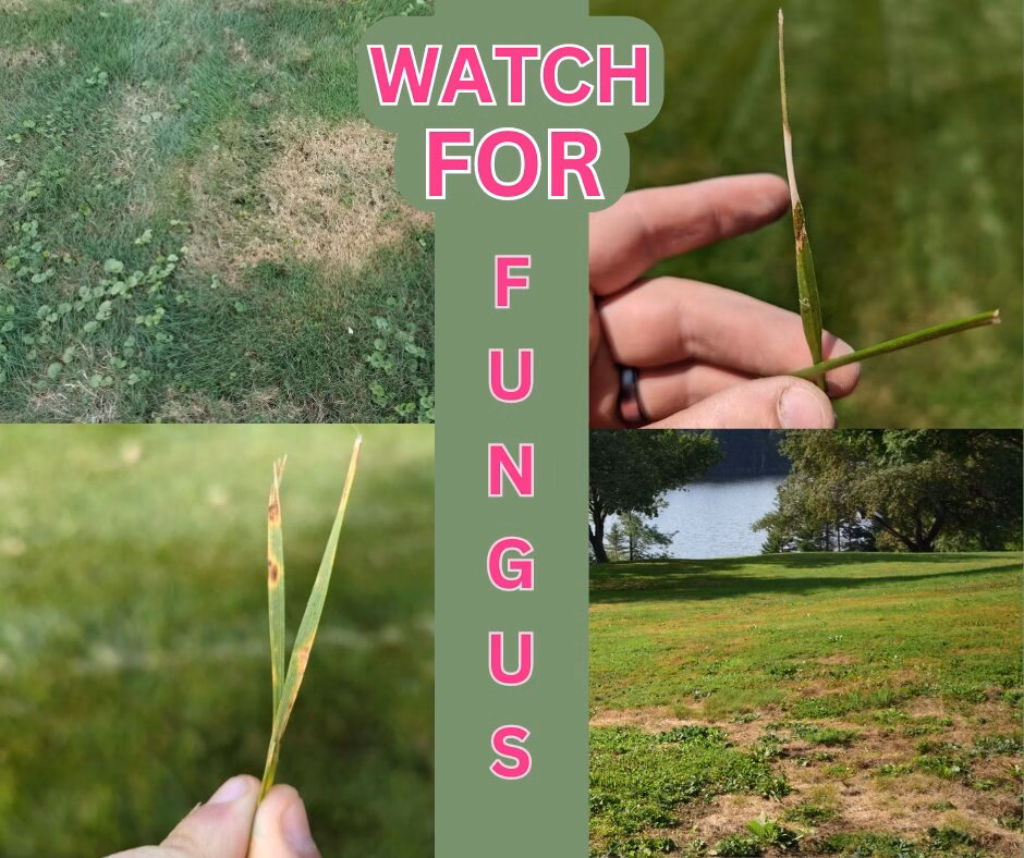 Lawn Fungus in Virginia: What to know right now
