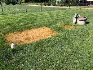 Heat Stress in Fescue