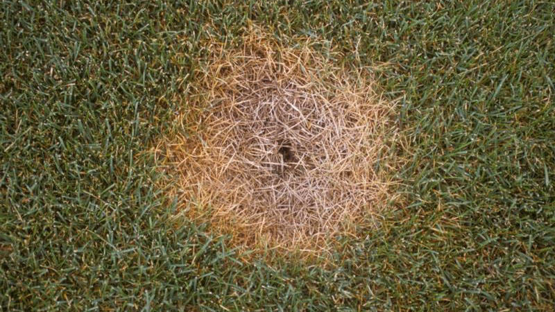 Summer Patch Lawn Fungus
